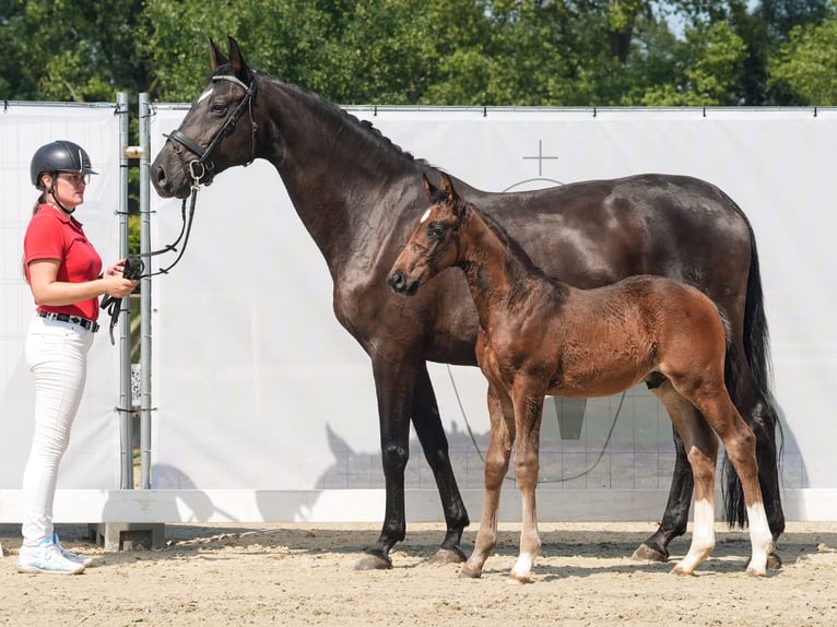 Koń westfalski Ogier Źrebak (06/2024) Ciemnogniada in Münster-Handorf