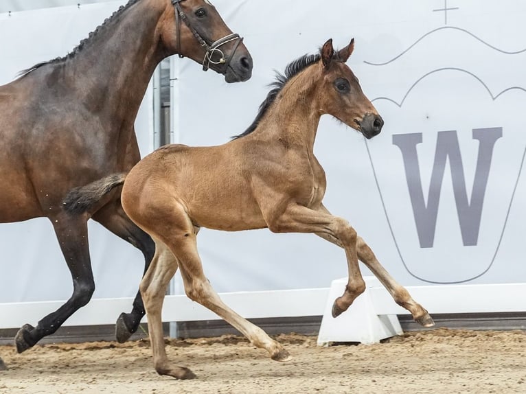 Koń westfalski Ogier Źrebak (05/2024) Ciemnogniada in Münster-Handorf