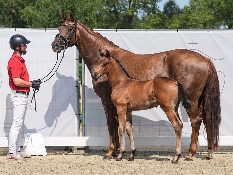 Koń westfalski Ogier Źrebak (06/2024) Ciemnogniada in Münster-Handorf