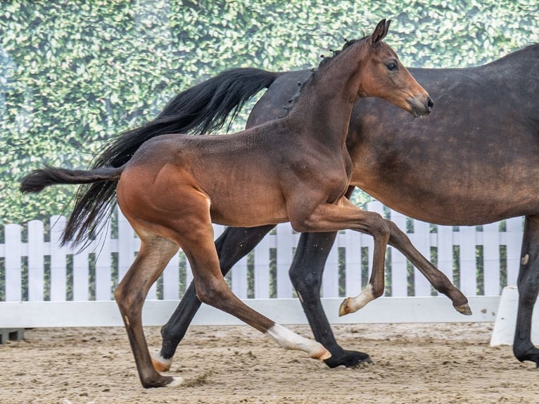 Koń westfalski Ogier  Ciemnogniada in M&#xFC;nster Handorf