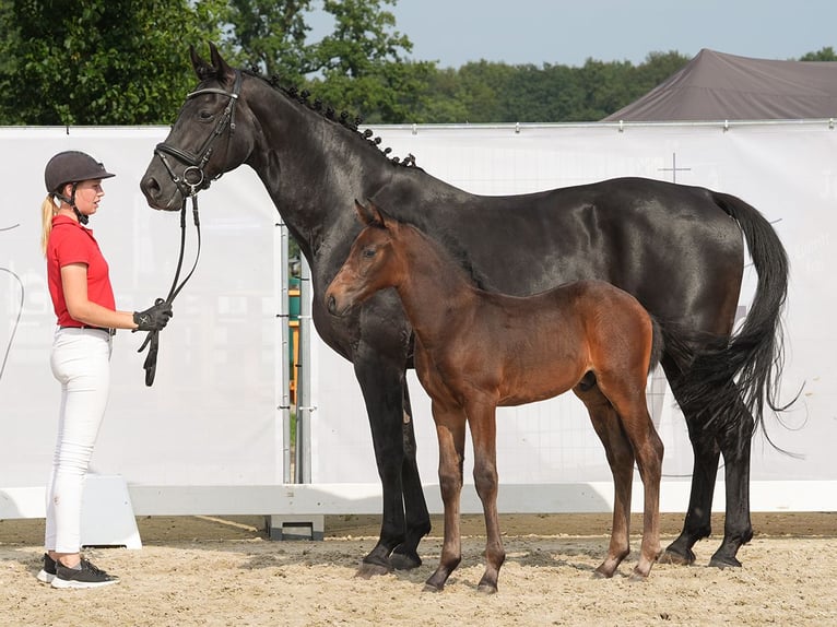 Koń westfalski Ogier Źrebak (07/2024) Ciemnogniada in Münster-Handorf