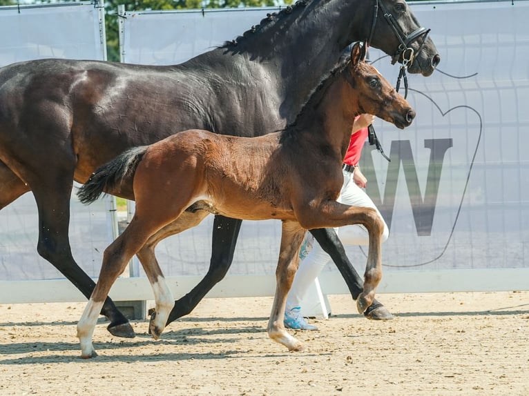 Koń westfalski Ogier Źrebak (06/2024) Ciemnogniada in Münster-Handorf