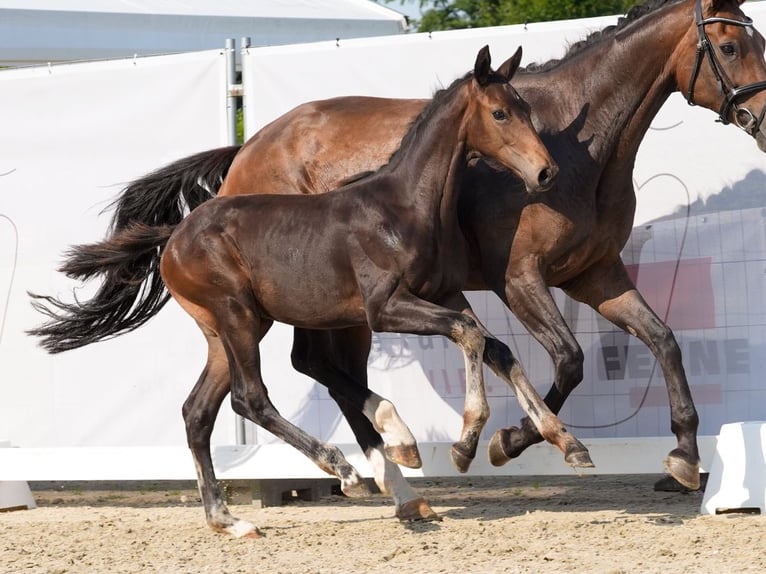 Koń westfalski Ogier Źrebak (04/2024) Ciemnogniada in Münster-Handorf