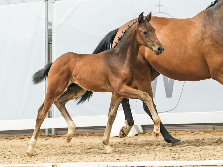 Koń westfalski Ogier Źrebak (04/2024) Ciemnogniada in Münster-Handorf