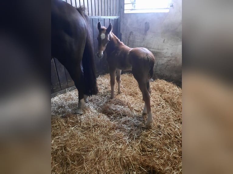 Koń westfalski Ogier Źrebak (03/2024) Ciemnokasztanowata in Ostercappeln