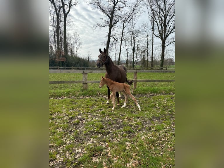 Koń westfalski Ogier Źrebak (03/2024) Ciemnokasztanowata in Ostercappeln