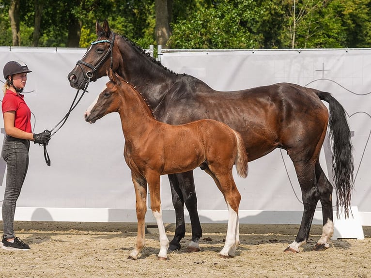 Koń westfalski Ogier Źrebak (06/2024) Ciemnokasztanowata in Münster-Handorf