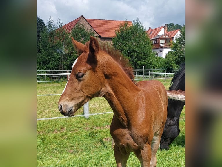 Koń westfalski Ogier Źrebak (05/2025) Ciemnokasztanowata in Ramsen