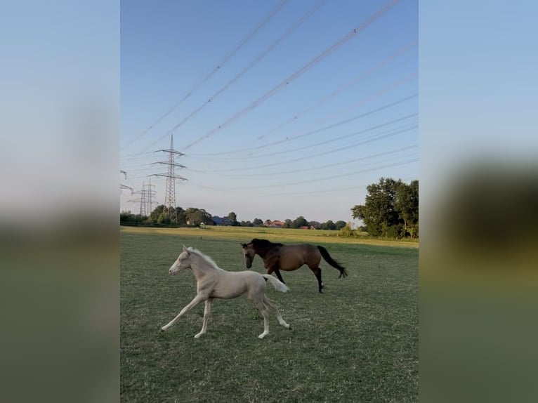 Koń westfalski Ogier Źrebak (05/2026) Cremello in Gescher