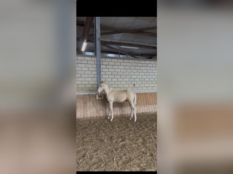 Koń westfalski Ogier Źrebak (05/2026) Cremello in Gescher