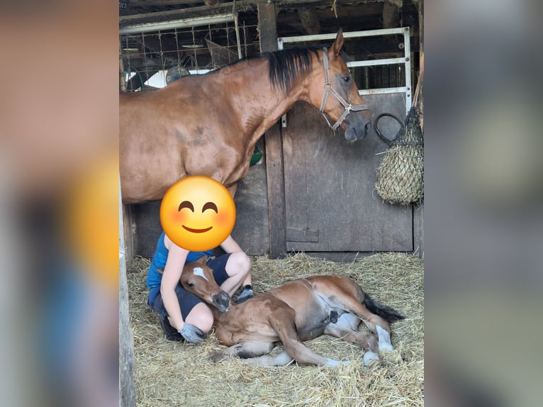 Koń westfalski Ogier Źrebak (06/2025) Gniada in Ascheberg