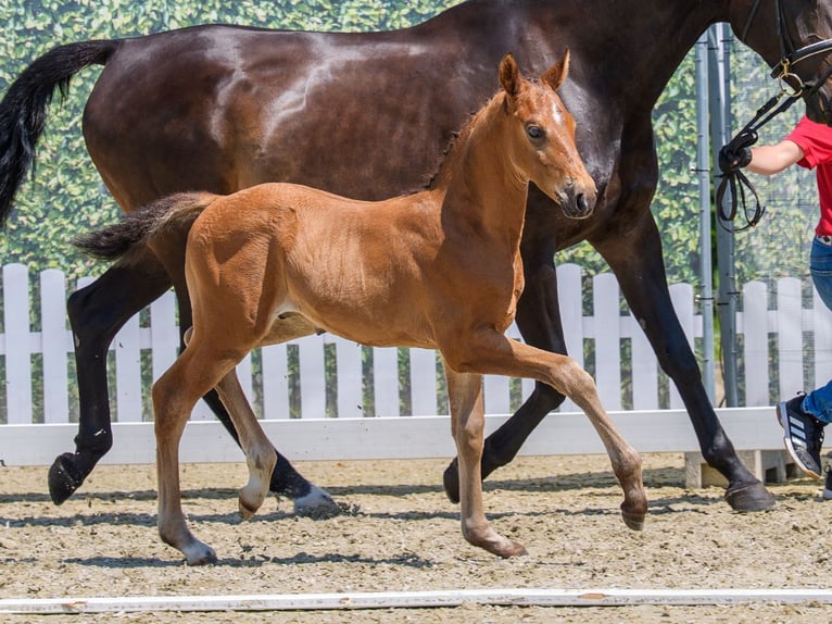 Koń westfalski Ogier Źrebak (05/2026) Gniada in Mnster-Handorf