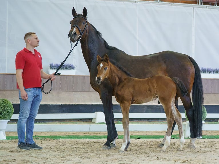 Koń westfalski Ogier Źrebak (05/2026) Gniada in Mnster-Handorf