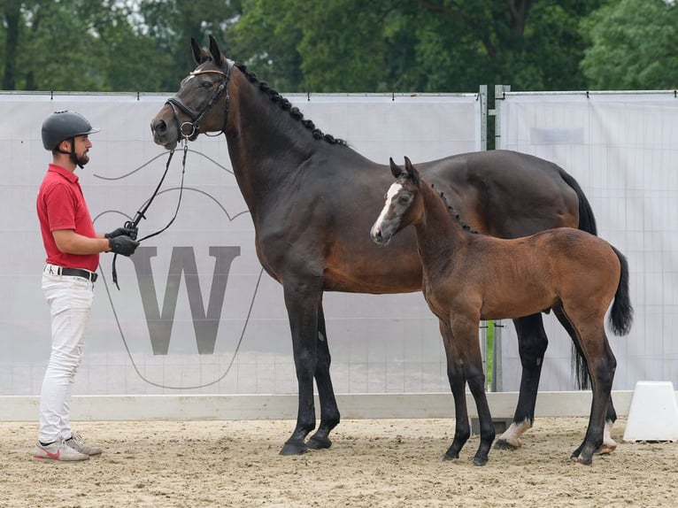 Koń westfalski Ogier Źrebak (06/2024) Gniada in Münster-Handorf