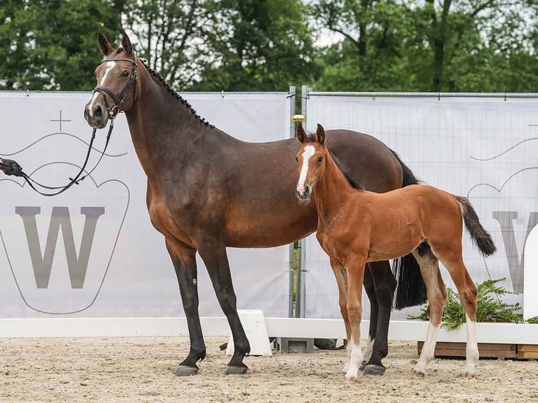 Koń westfalski Ogier Źrebak (04/2024) Gniada in Münster-Handorf