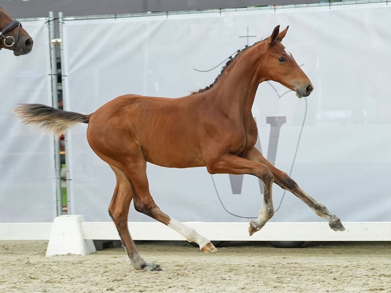 Koń westfalski Ogier Źrebak (04/2024) Gniada in Münster-Handorf