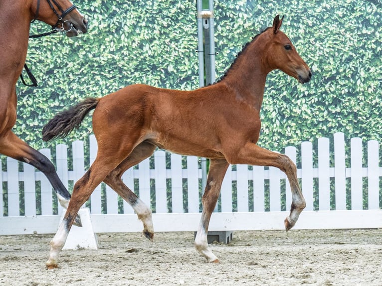 Koń westfalski Ogier  Gniada in M&#xFC;nster Handorf