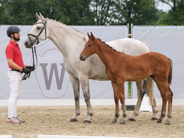 Koń westfalski Ogier Źrebak (05/2024) Gniada in Münster-Handorf