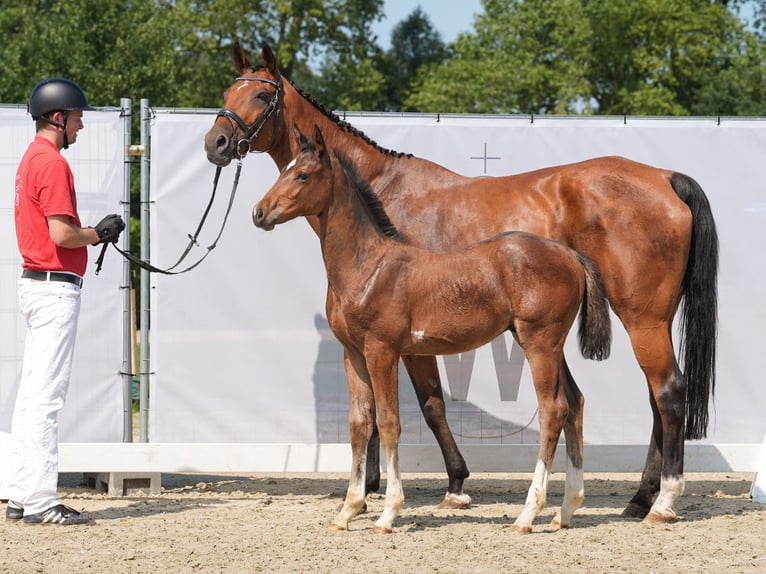 Koń westfalski Ogier Źrebak (05/2024) Gniada in Münster-Handorf