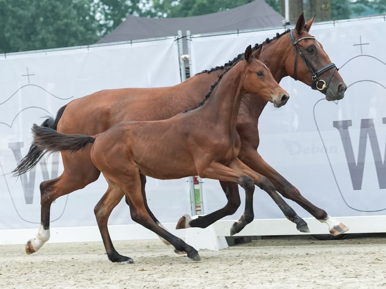 Koń westfalski Ogier Źrebak (03/2024) Gniada in Münster-Handorf