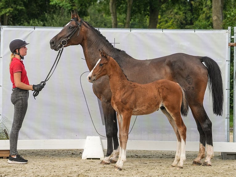 Koń westfalski Ogier Źrebak (06/2024) Gniada in Münster-Handorf