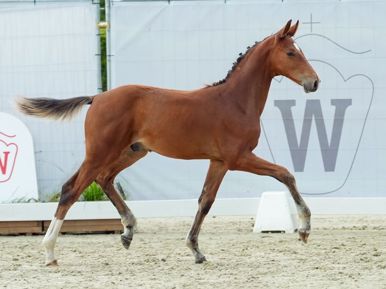 Koń westfalski Ogier Źrebak (04/2024) Gniada in Münster-Handorf