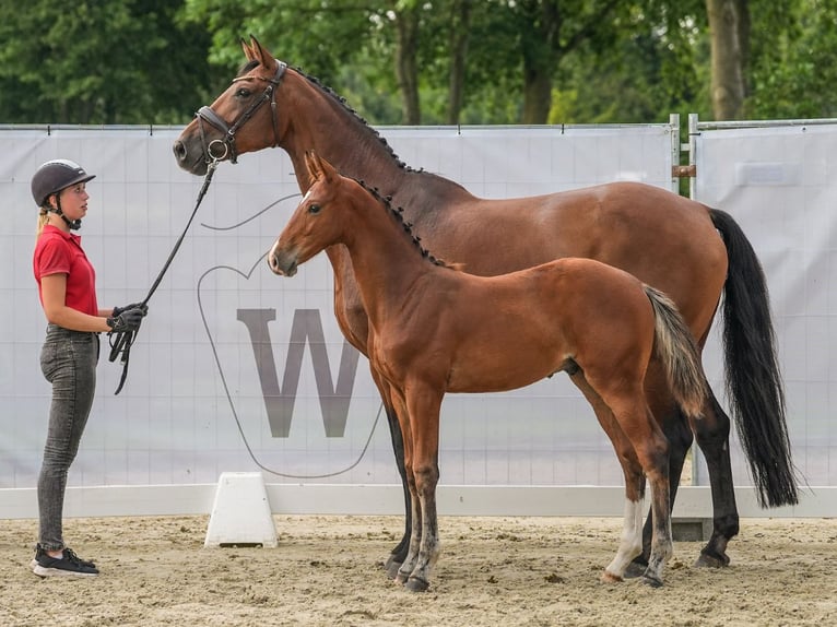 Koń westfalski Ogier Źrebak (04/2024) Gniada in Münster-Handorf