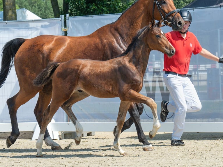 Koń westfalski Ogier Źrebak (05/2024) Gniada in Münster-Handorf