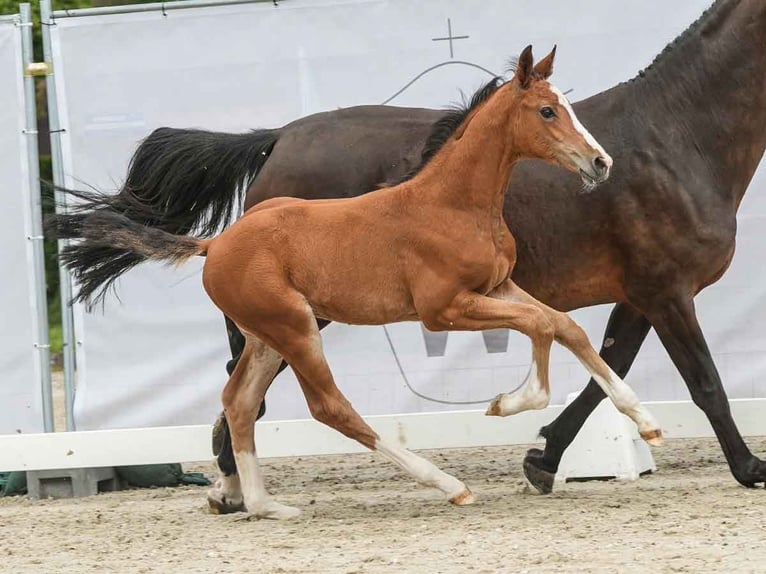 Koń westfalski Ogier Źrebak (04/2024) Gniada in Münster-Handorf