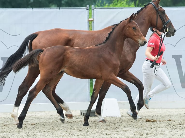 Koń westfalski Ogier Źrebak (03/2024) Gniada in Münster-Handorf