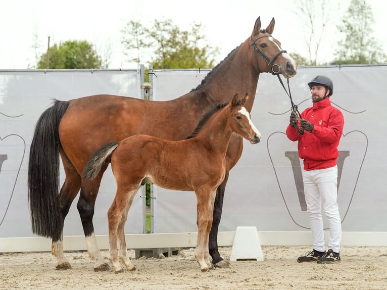 Koń westfalski Ogier Źrebak (03/2024) Gniada in Münster-Handorf