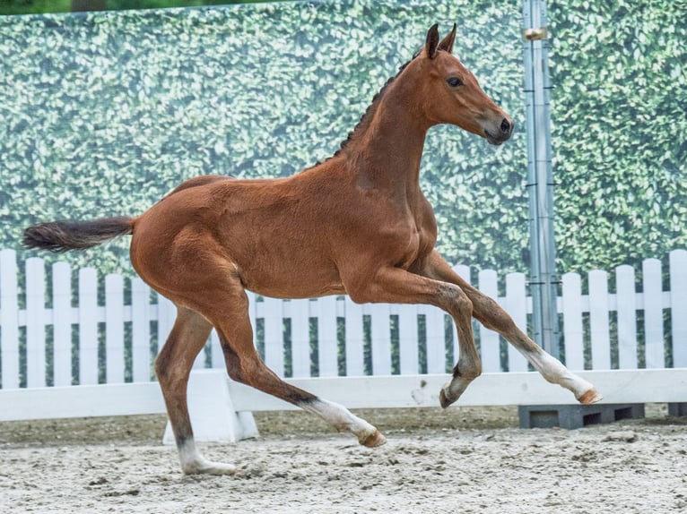 Koń westfalski Ogier  Gniada in M&#xFC;nster Handorf