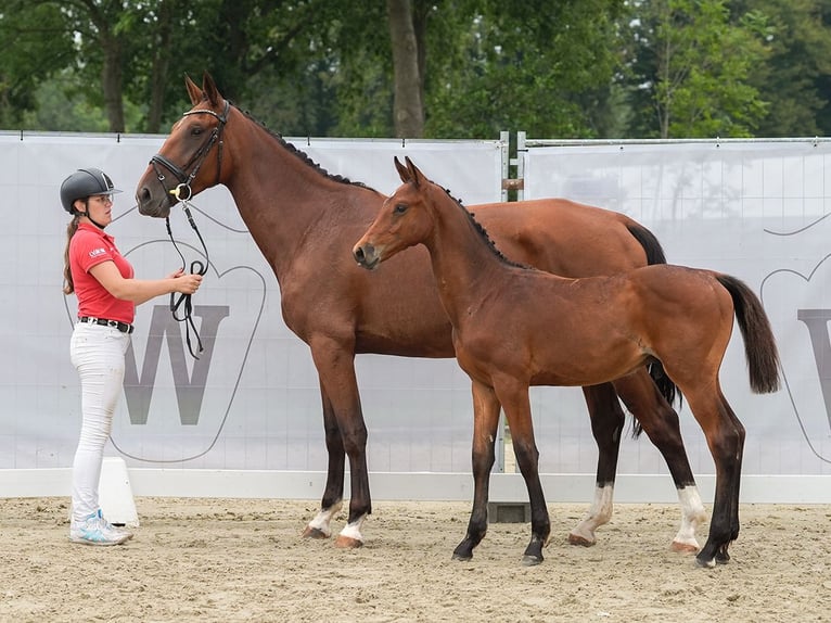 Koń westfalski Ogier Źrebak (03/2024) Gniada in Münster-Handorf