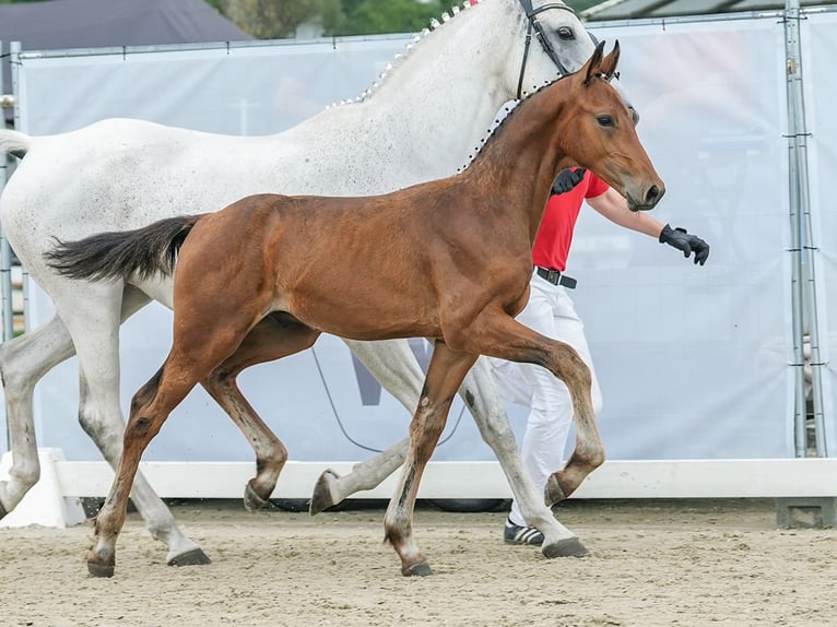 Koń westfalski Ogier Źrebak (04/2024) Gniada in Reichenwalde