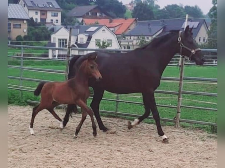 Koń westfalski Ogier Źrebak (06/2024) Gniada in Borchen