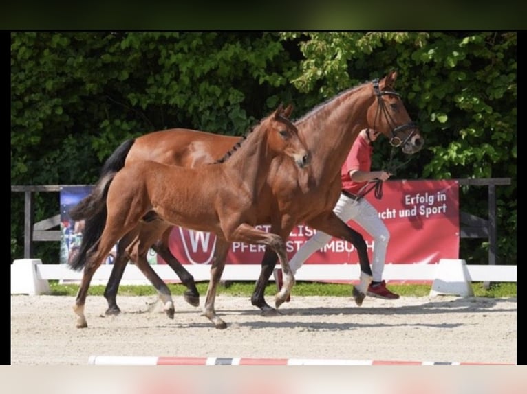 Koń westfalski Ogier  Gniada in Brakel