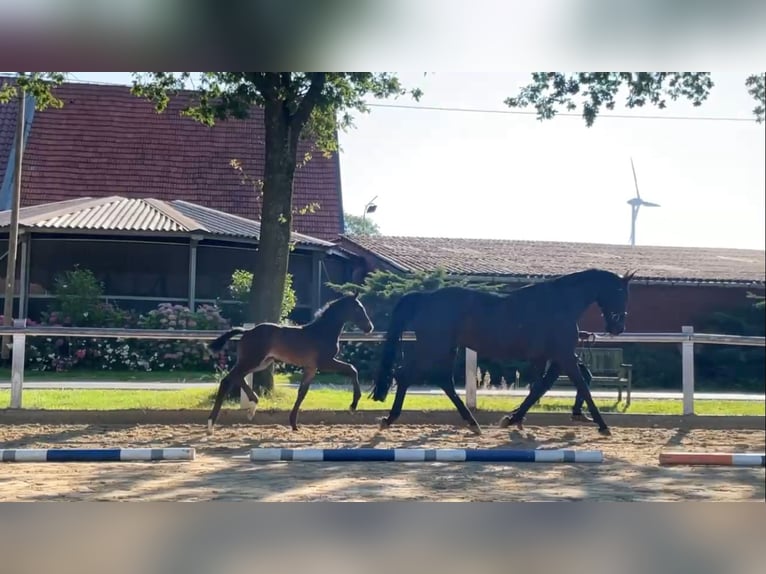 Koń westfalski Ogier Źrebak (05/2024) Gniada in Coesfeld