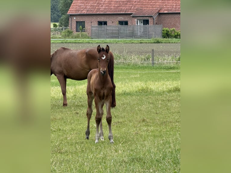 Koń westfalski Ogier Źrebak (05/2026) Gniada in Espelkamp