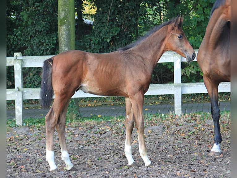 Koń westfalski Ogier Źrebak (05/2026) Gniada in Gronau (Westfalen)