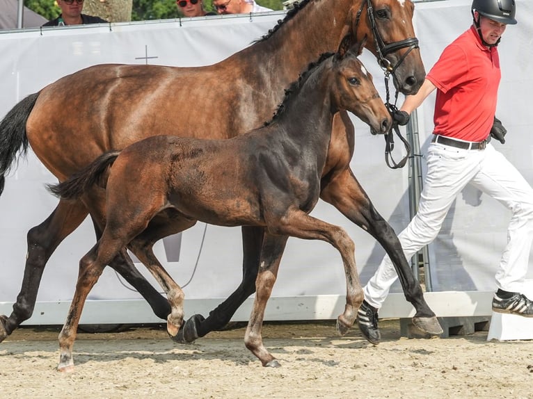 Koń westfalski Ogier Źrebak (06/2024) Gniada in Lüdinghausen