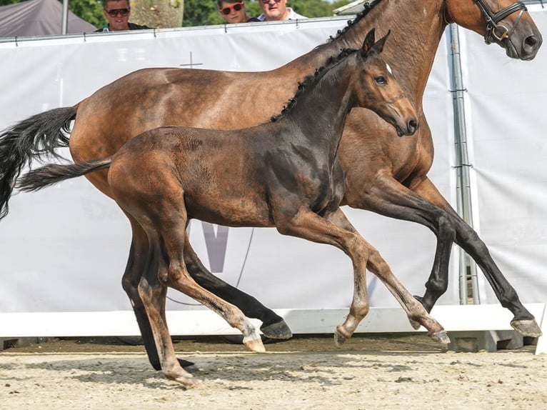 Koń westfalski Ogier Źrebak (06/2024) Gniada in Lüdinghausen