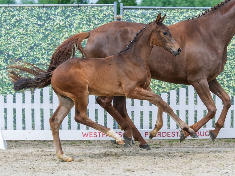 Koń westfalski Ogier Źrebak (04/2026) Gniada in Mnster-Handorf