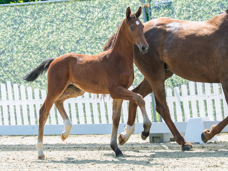 Koń westfalski Ogier Źrebak (04/2026) Gniada in Mnster-Handorf