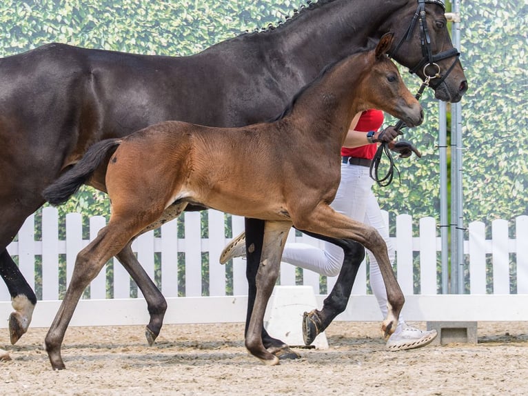 Koń westfalski Ogier Źrebak (05/2026) Gniada in Mnster-Handorf