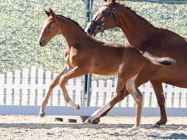 Koń westfalski Ogier Źrebak (06/2026) Gniada in Mnster-Handorf