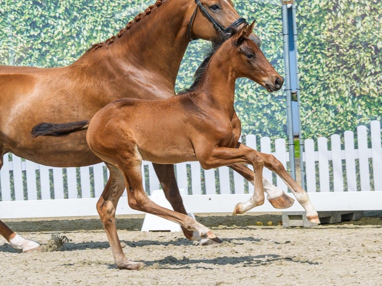 Koń westfalski Ogier Źrebak (05/2026) Gniada in Mnster-Handorf