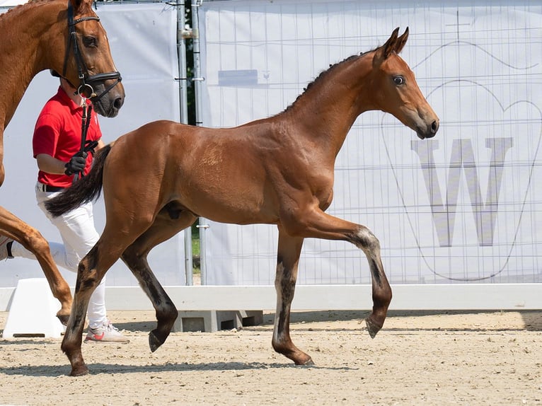 Koń westfalski Ogier Źrebak (05/2024) Gniada in Münster-Handorf