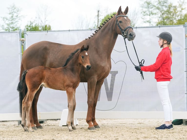 Koń westfalski Ogier Źrebak (03/2024) Gniada in Münster-Handorf