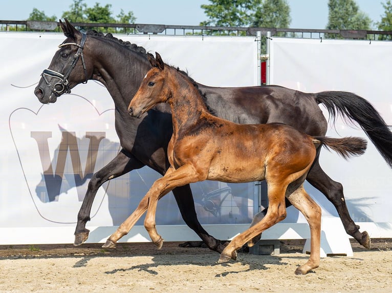 Koń westfalski Ogier Źrebak (05/2024) Gniada in Münster-Handorf