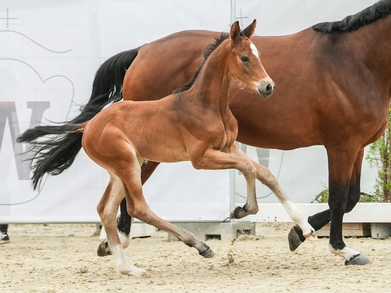 Koń westfalski Ogier Źrebak (05/2024) Gniada in Münster-Handorf